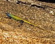 IMG_4272_e_4x5.jpg