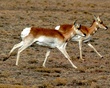 Pronghorn (4).jpg