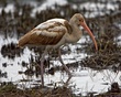 White Ibis (2).jpg