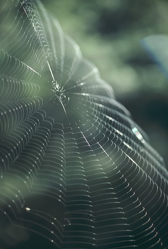 GBL-AW-8.jpg :: Detail a spider web blowing softly in bright light. New Zealand. Abstract.