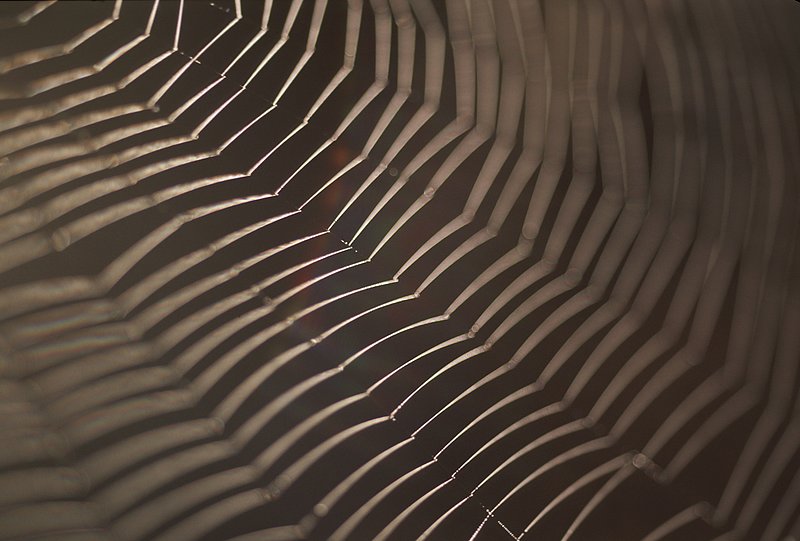 GBL-AW-9.jpg :: Detail a spider web blowing softly in bright light. New Zealand. Abstract.