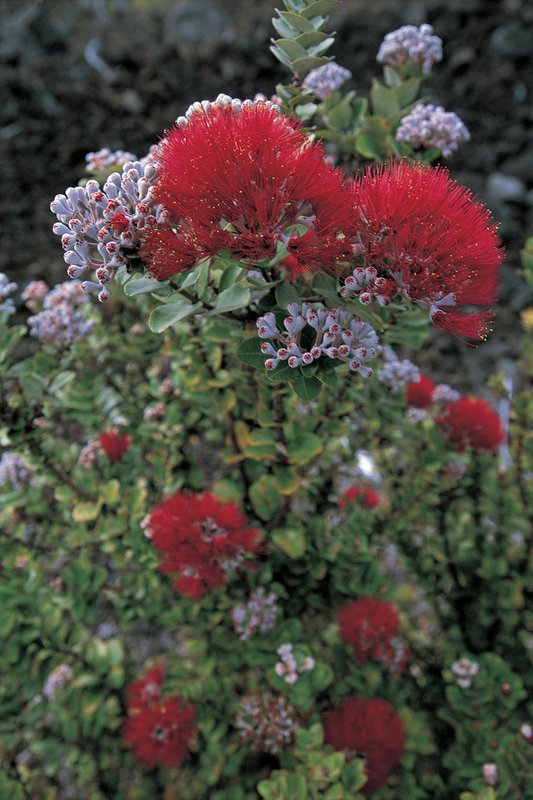 GBL-HVNP-2.jpg :: Ohia Lehua