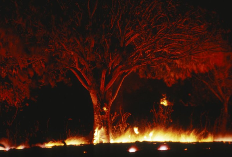 GBL-VLF-48.jpg :: Fire spreading through vegetation and trees at Hawaii Volcanoes National Park