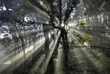 brad-lewis-hawaii-5.jpg