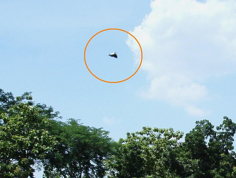 12-4-08 INDONESIA--MUFON 148001.jpg :: R