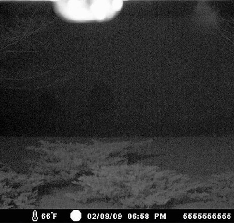 2-9-09 DULUTH GEORGA--WILDLIFE CAMERA--UFOSNW.COM.jpg :: I