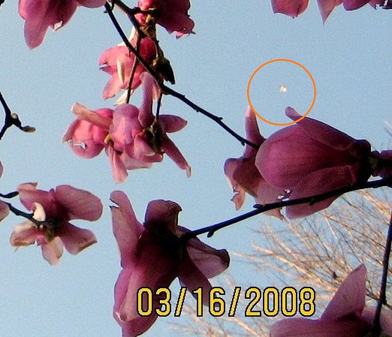 3-16-08 MEMPHIS TENNESSEE--UFO CASEBOOK.jpg :: ZZ