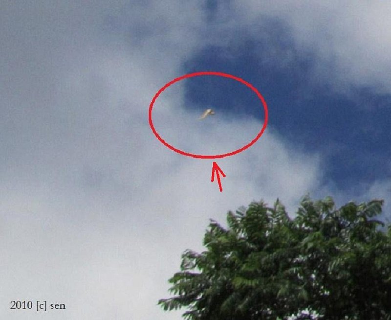 3-29-10 AUCKLAND NEW ZEALAND--MUFON 22581.jpg ::               YY                 