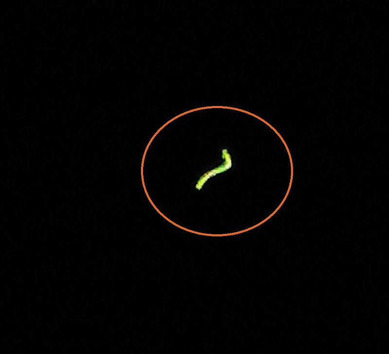 5-1-12 ALLEN OKLAHOMA--MUFON 37891.jpg :: 6
