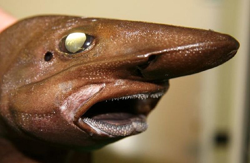 CATSHARK--GREENLAND AREA--SWINS AT 2000 TO 4000 FEET--NATIONAL GEOGRAPHIC.jpg :: J