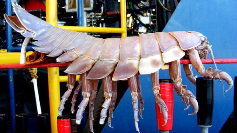 GIANT ISOPOD 30 INCHES LONG --ATLANTIC AND PACIFIC OCEANS--FOX NEWS WEB.jpg :: J