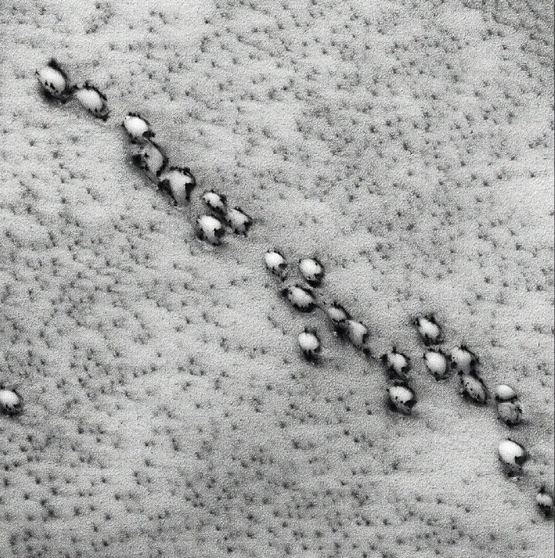MARS HERD ACROSS THE DUNES--JPEG.jpg :: t