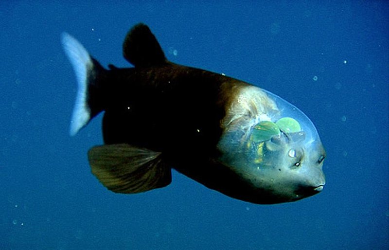 PACIFIC BARREL-EYE FISH--WEIRD FISH WITH TRANSPARENT HEADS--NATIONAL GEOGRAPHIC.jpg :: x