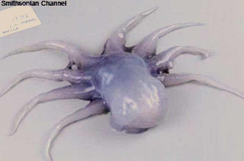 STRANGE---CREATURE FOUND IN ANTARTICA--2011.jpg :: 4
