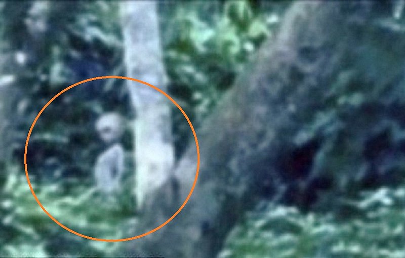 STRANGE--ALIEN PHOTO--MAMAUS REGION OF THE AMAZON BRAZIL--MIKE COHEN--MIKE BATHURST RESEARCHER.jpg :: YY