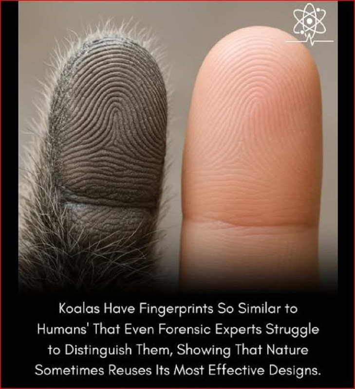 STRANGE--FINGER PRINTS.jpg