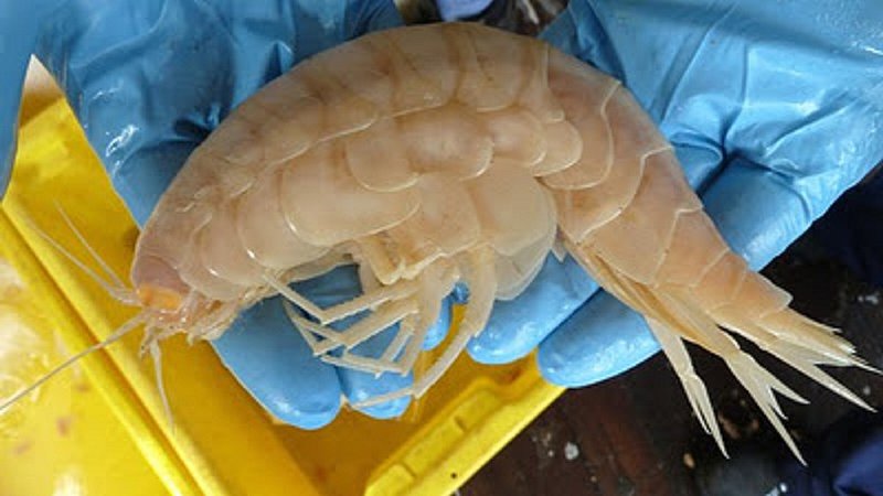 STRANGE--GIANT CRUSTACEAN FOUND IN DEEP WATERS OFF NEW ZEALAND--MONSTERS AND PHANTOMS.jpg :: 5