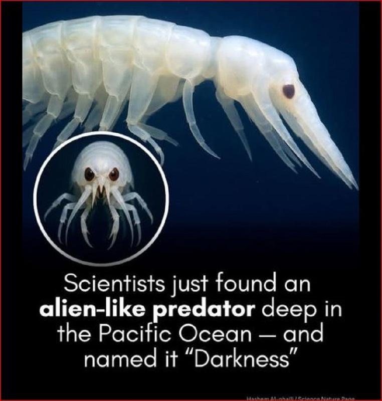 STRANGE--OCEAN CREATURE(1).jpg