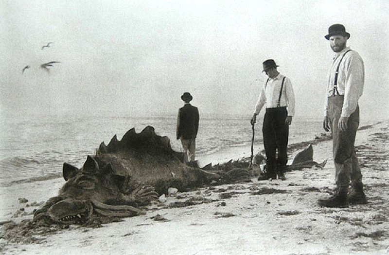 STRANGE--OLD PHOTO OF CREATURE WASHED UP ON THE SHORELINE--LVA FACEBOOK.jpg :: 4