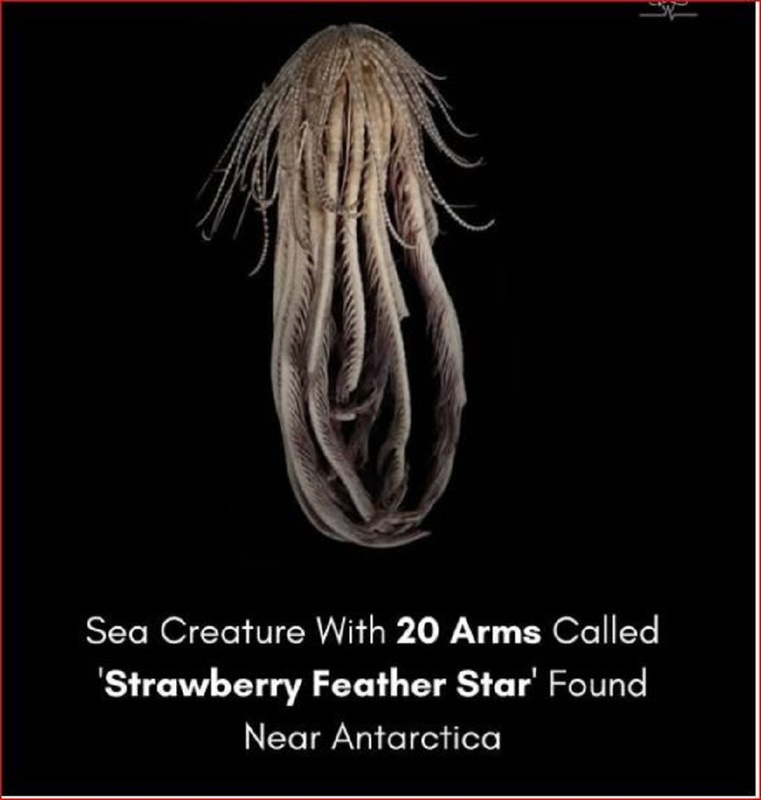 STRANGE-CREATURE IN OCEAN.jpg