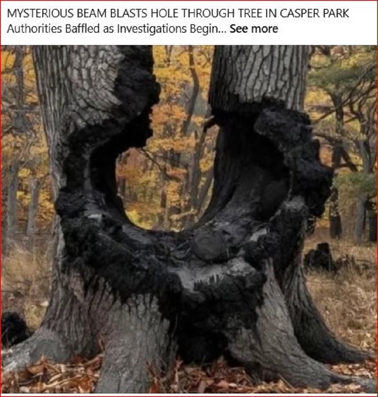 STRANGE-TREE HOOLE.jpg