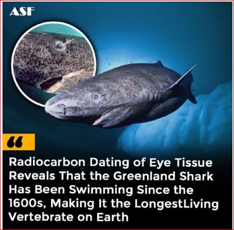 strange-300 year old shark.jpg